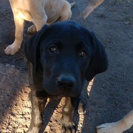 Boy 4 - Black Labrador Retriever puppy in Farmington, Washington from Eelkema's Labradors at CrossView Ranch