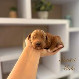 Sunset - Apricot male Goldendoodle puppy in Las Vegas, Nevada from Dose of Doodles