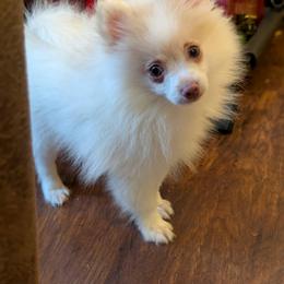 Soda - Beaver male Pomeranian puppy in Danielsville, Georgia from PassionatePomPoms
