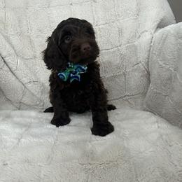 Spencer - Chocolate male Australian Labradoodle puppy in Morristown, New Jersey from English Manor Labradoodles