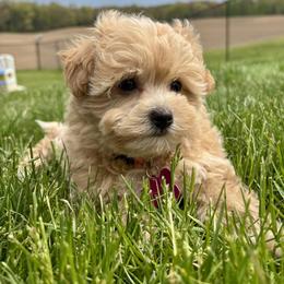 Cackle-PooTon - Apricot female Assorted Doodle Crosses puppy in Howard City, Michigan from Petite Joie Puppies