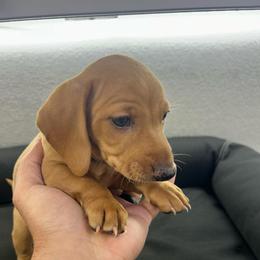 Blue - Red male Dachshund puppy in Corona, California from Long Dog Dachshund Pups