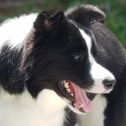 Border Collies from Fair Haven Farms