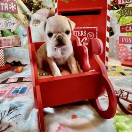 Juliet - White female Pug puppy in Ferrum, Virginia from Menagerie Magnifique Pugs & Boston Terriers