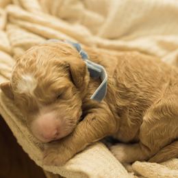 Cupid - Red  male Goldendoodle puppy in Georgia from Mother of Golden Doodles