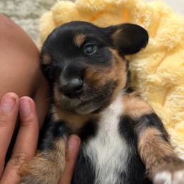 Maui - Black and tan male Dachshund puppy in Tampa, Florida from M&M Pups