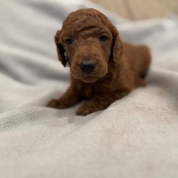 Dark green collar - Red  male Poodle puppy in Riverside, California from Riverside red poodles
