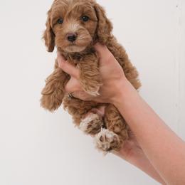 Australian Labradoodle Puppies from New England Labradoodles