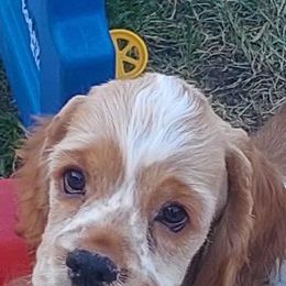 Red - Cocker Spaniel puppy in Peoria, Arizona from Stand Alone Cockers