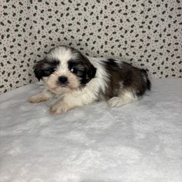 Freya - Tricolor female Shih Tzu puppy in Mountain Grove, Missouri from Happy Hounds and More🐾