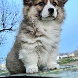 Pembroke Welsh Corgi Puppies from Hills End Corgis