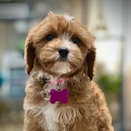 Summer - Red female Cavapoo puppy in Palm Beach County, Florida from Benji’s Cockapoos