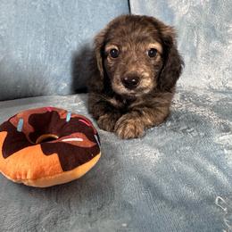 Black - Brindle male Dachshund puppy in Waukegan, Illinois from Rolling and Howling Basset Hounds and Dachshunds