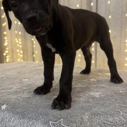 American Bully Puppies from TEXAS BULLY FAMILY