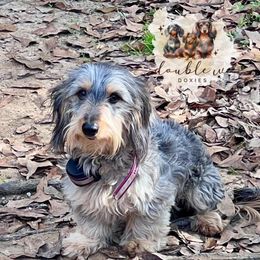 Skeeter - Dachshund