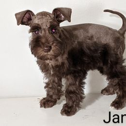 Miniature Schnauzer Puppies from Pawesome Pups