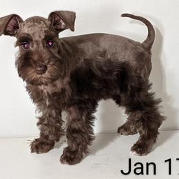 Miniature Schnauzer Puppies from Pawesome Pups