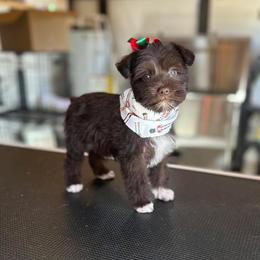 Miniature Schnauzer Puppies from Fancy Farms + Pups
