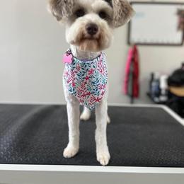 Miniature Schnauzer Puppies from Fancy Farms + Pups