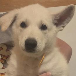 Boy 7 - White male German Shepherd puppy in Tonopah, Nevada from Mercy's White Shepherds