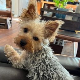 Yorkshire Terriers from West Texas Moonshine Yorkies