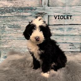 Violet - Black and white female Sheepadoodle puppy in Blackfoot, Idaho from Son of a Poodle Sheepadoodles
