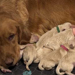 Purple - Golden female Golden Retriever puppy in Peoria, Arizona from Westwing Retrievers