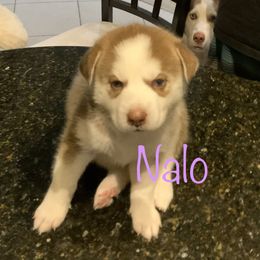 Siberian Husky Puppies from Weber Siberian Huskies