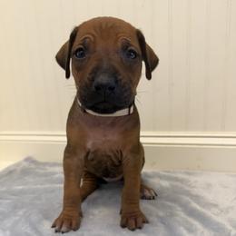 Indie - Rd whtn blk nose female Rhodesian Ridgeback puppy in Montgomery, Texas from Timber Ridge Kennels
