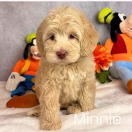 Minnie - Apricot female Australian Labradoodle puppy in Raleigh, North Carolina from Happy Tails Labradoodles