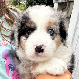 Boy 1 - Blue merle male Miniature Australian Shepherd puppy in Norwood, Massachusetts from Loyal Litters Toy Australian Shepherds
