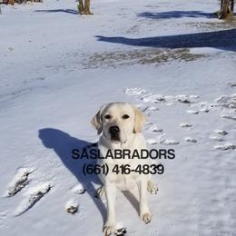 Lucy - Labrador Retriever