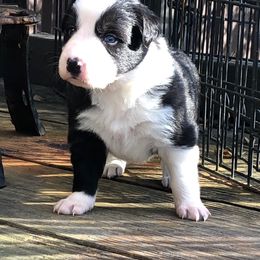 Border Collie Puppies from Rivendell Border Collies