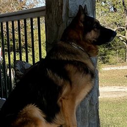 Finn - German Shepherd