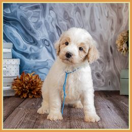 Zappa - White male Bernedoodle puppy in Connersville, Indiana from Deaz Doodle Ranch