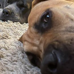 Boerboels and Cane Corso from DeCola’s Mastiff Paws