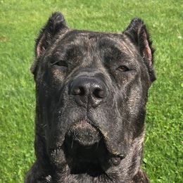 Theia - Cane Corso