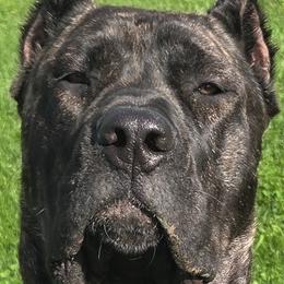 Theia - Cane Corso