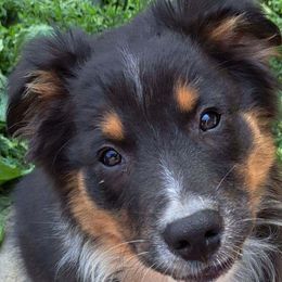 Australian Shepherd Puppies from Leanin B Aussies