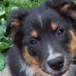Australian Shepherd Puppies from Leanin B Aussies