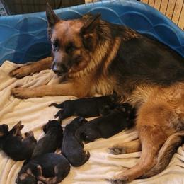 Boy 1 - Black and red male German Shepherd puppy in Whitewater, California from Vom Haus Metzler Shepherds