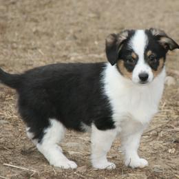 Dexter - Black male Companion Cross puppy in Fairview, South Dakota from Dakota Toy Aussies