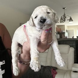 Green Collar Male - White male Poodle puppy in Savannah, Georgia from Coastal Poodles