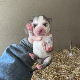 Girl 2 - Gray and white female Siberian Husky puppy in Iron River, Wisconsin from Wiemeri Siberians