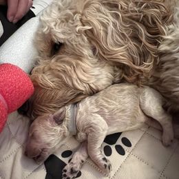 Goldendoodles from Mabel Rue Doodles