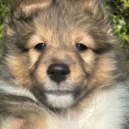 Shetland Sheepdog Puppies from SquiresShelties