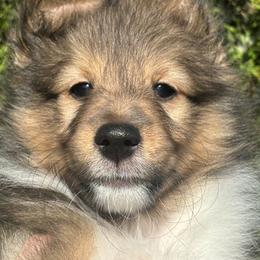 Shetland Sheepdog Puppies from SquiresShelties