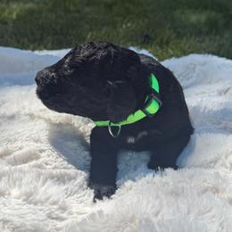 Merle - Black male Poodle puppy in Dayton, Washington from Country Sundance Poodles