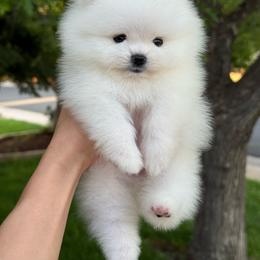 Boy 3 - White male Pomeranian puppy in Denver, Colorado from Diana's Pomeranians