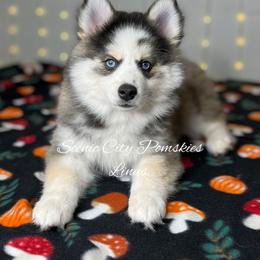 Linus - Silver and white male Pomsky puppy in Rossville, Georgia from Scenic City Pomskies